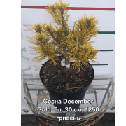  Сосна Pinus mugo 'Dezember Gold'